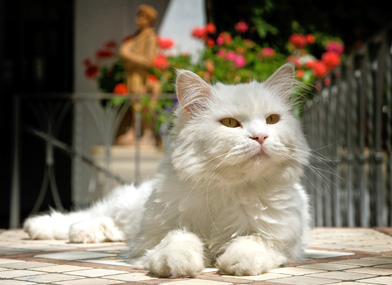 Matisse - Gatto Bianco Capri